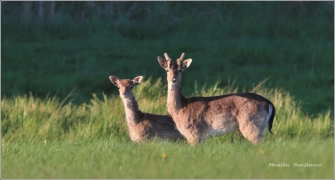 <p>DANĚK SKVRNITÝ (Dama dama) Šluknovsko - Valdek /Fallow deer - Damhirsch/</p>